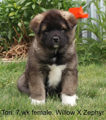 Akita Puppies | Akita Puppies For Sale